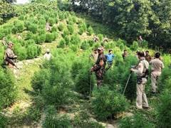 Nepal's Gandaki Province Legalizes Marijuana Cultivation for Medicinal and Industrial Purposes